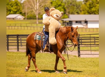 Draft Horse Mix, Gelding, 7 years, 14.3 hh, Chestnut