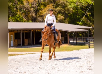 Draft Horse Mix, Gelding, 7 years, 14.3 hh, Chestnut