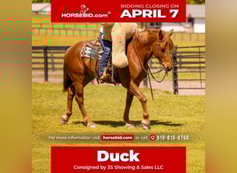 Draft Horse Mix, Gelding, 7 years, 14.3 hh, Chestnut