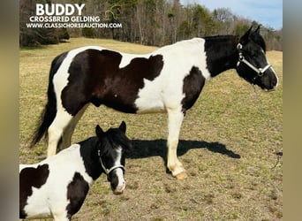 Draft Horse, Gelding, 7 years, 14 hh, Tobiano-all-colors