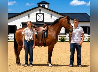 Draft Horse, Gelding, 7 years, 15.1 hh, Bay