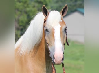 Draft Horse, Gelding, 7 years, 15.1 hh, Palomino