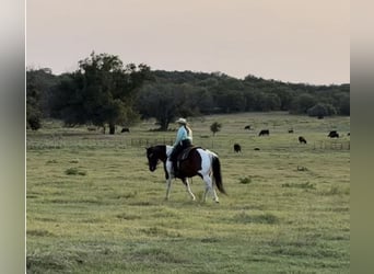 Draft Horse Mix, Gelding, 7 years, 15,2 hh, Bay