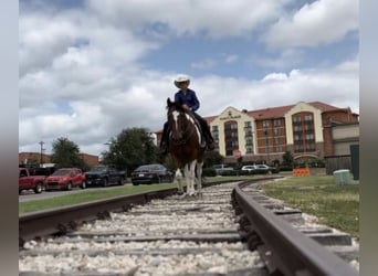 Draft Horse Mix, Gelding, 7 years, 15,2 hh, Bay