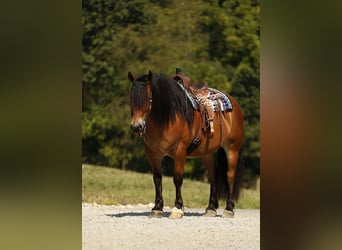 Draft Horse Mix, Gelding, 7 years, 15.2 hh, Bay