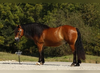 Draft Horse Mix, Gelding, 7 years, 15.2 hh, Bay