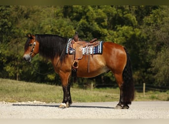 Draft Horse Mix, Gelding, 7 years, 15.2 hh, Bay