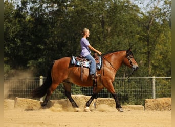 Draft Horse Mix, Gelding, 7 years, 15.2 hh, Bay