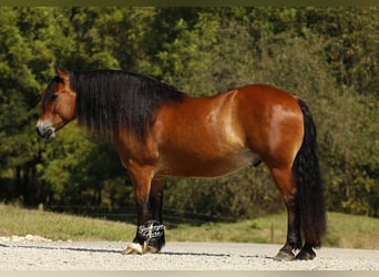 Draft Horse Mix, Gelding, 7 years, 15.2 hh, Bay