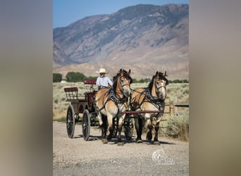 Draft Horse Mix, Gelding, 7 years, 15.2 hh, Buckskin