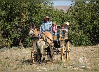 Draft Horse Mix, Gelding, 7 years, 15.2 hh, Buckskin