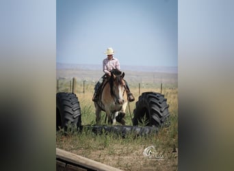 Draft Horse Mix, Gelding, 7 years, 15.2 hh, Buckskin