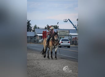 Draft Horse Mix, Gelding, 7 years, 15.2 hh, Buckskin