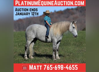 Draft Horse, Gelding, 7 years, 15,2 hh, Gray-Dapple