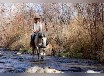 Draft Horse Mix, Gelding, 7 years, 15,2 hh, Gray