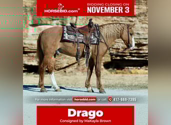 Draft Horse Mix, Gelding, 7 years, 15.2 hh, Red Dun