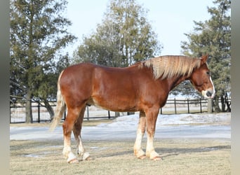 Draft Horse, Gelding, 7 years, 15.2 hh, Sorrel