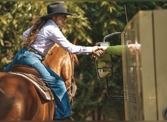 Draft Horse Mix, Gelding, 7 years, 15.2 hh, Sorrel