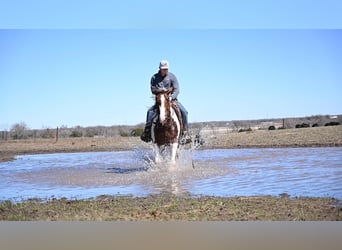 Draft Horse, Gelding, 7 years, 15.2 hh, Tobiano-all-colors