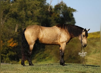 Draft Horse Mix, Gelding, 7 years, 15.3 hh, Buckskin