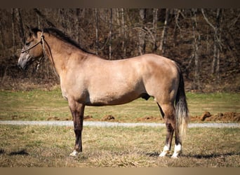 Draft Horse, Gelding, 7 years, 15,3 hh, Grullo