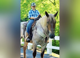Draft Horse, Gelding, 7 years, 15.3 hh, Roan-Red