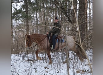 Draft Horse Mix, Gelding, 7 years, 15.3 hh, Roan-Red