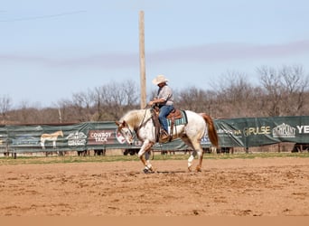 Draft Horse Mix, Gelding, 7 years, 15.3 hh, Sorrel