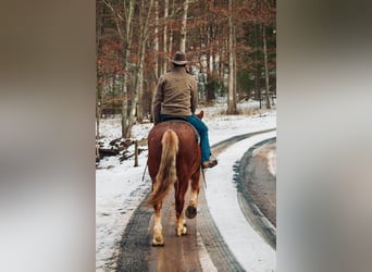 Draft Horse, Gelding, 7 years, 15,3 hh, Sorrel