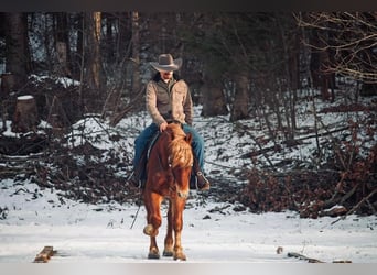 Draft Horse, Gelding, 7 years, 15,3 hh, Sorrel