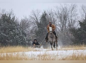 Draft Horse Mix, Gelding, 7 years, 15 hh, Grey