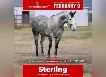 Draft Horse Mix, Gelding, 7 years, 15 hh, Grey