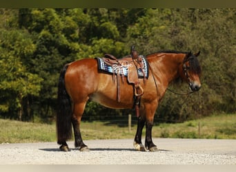 Draft Horse Mix, Gelding, 7 years, 15,2 hh, Bay