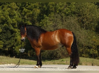 Draft Horse Mix, Gelding, 7 years, 15,2 hh, Bay
