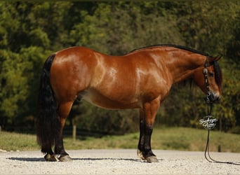 Draft Horse Mix, Gelding, 7 years, 15,2 hh, Bay