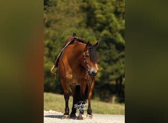 Draft Horse Mix, Gelding, 7 years, 15,2 hh, Bay
