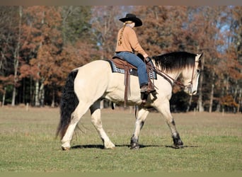 Draft Horse Mix, Gelding, 7 years, 15,2 hh, Buckskin
