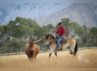 Draft Horse Mix, Gelding, 7 years, 15,2 hh, Buckskin
