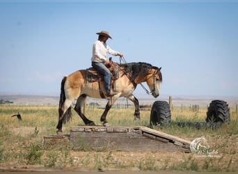 Draft Horse Mix, Gelding, 7 years, 15,2 hh, Buckskin