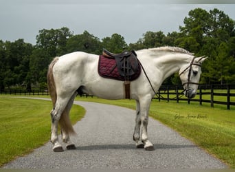 Draft Horse Mix, Gelding, 7 years, 15,2 hh, Gray