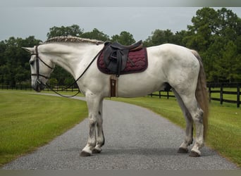 Draft Horse Mix, Gelding, 7 years, 15,2 hh, Gray