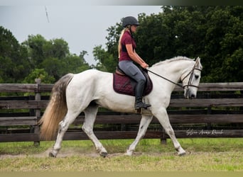 Draft Horse Mix, Gelding, 7 years, 15,2 hh, Gray