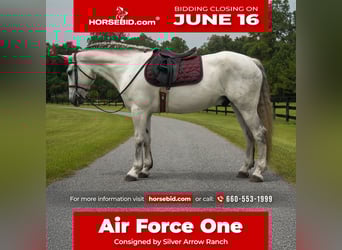 Draft Horse Mix, Gelding, 7 years, 15,2 hh, Gray