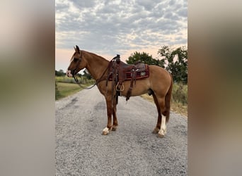 Draft Horse Mix, Gelding, 7 years, 15,2 hh, Red Dun