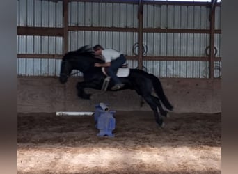 Draft Horse, Gelding, 7 years, 15,3 hh, Black