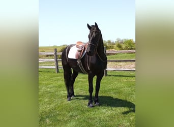 Draft Horse, Gelding, 7 years, 15,3 hh, Black