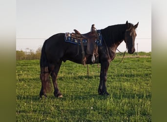 Draft Horse, Gelding, 7 years, 15,3 hh, Black