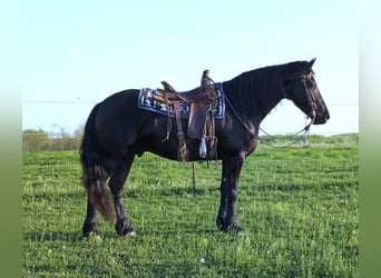 Draft Horse, Gelding, 7 years, 15,3 hh, Black