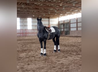 Draft Horse, Gelding, 7 years, 15,3 hh, Black