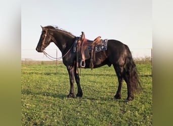 Draft Horse, Gelding, 7 years, 15,3 hh, Black